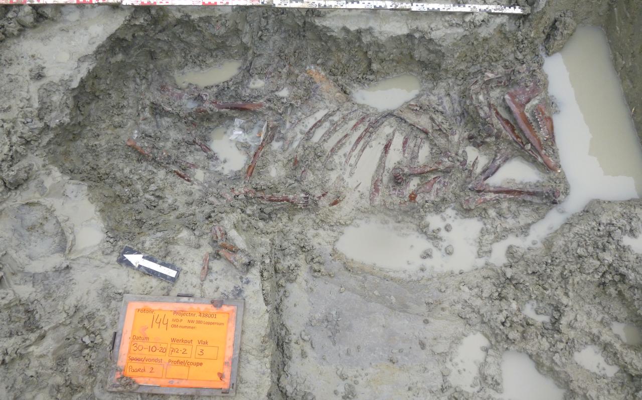 Een van de vondsten was een paardenskelet. Foto TenneT Een van de vondsten was een paardenskelet. Foto TenneT