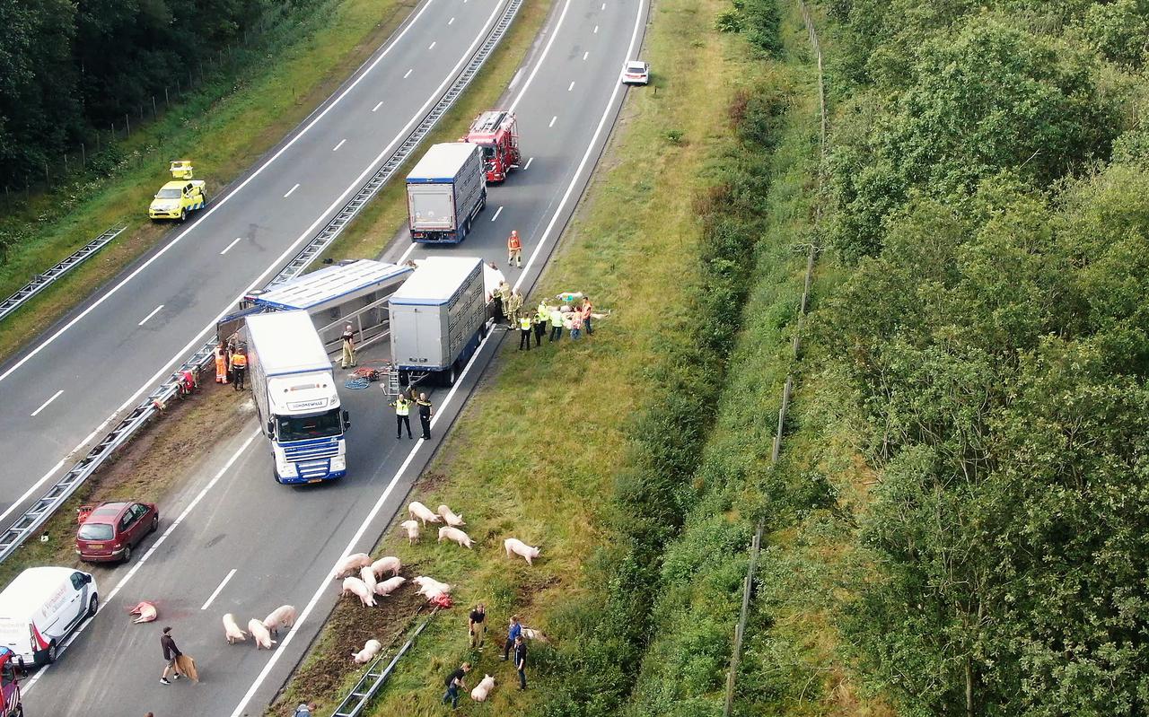 Een luguber beeld: de vrachtwagen met 140 varkens kantelde. Een deel overleefde het niet.