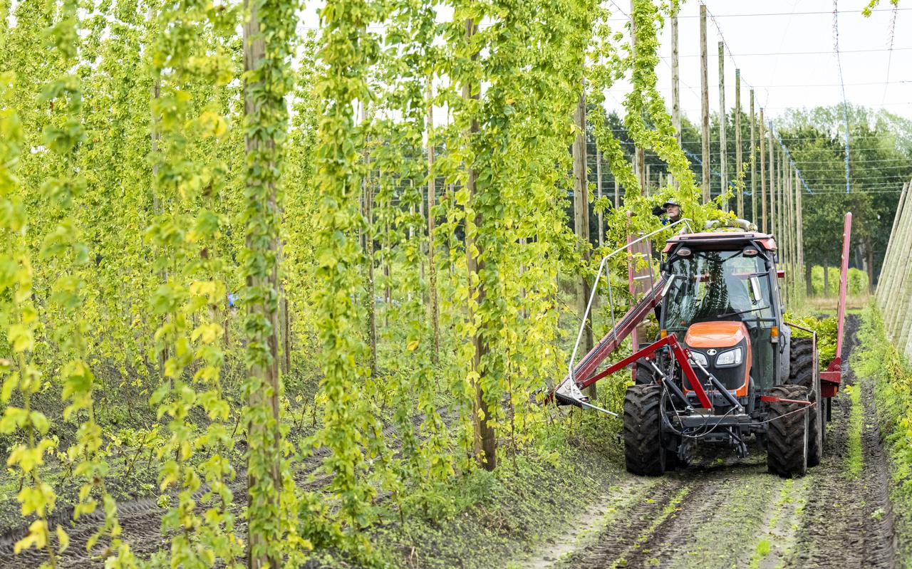 Met een snijmachine voor de tractor worden de hopranken geoogst bij het agrarisch bedrijf in Veenhuizen. 