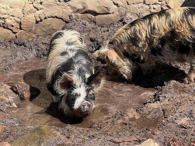 Beestachtig warm in Wildlands in Emmen. Voor deze dieren moet het park nu echt iets extra’s doen. ‘Z