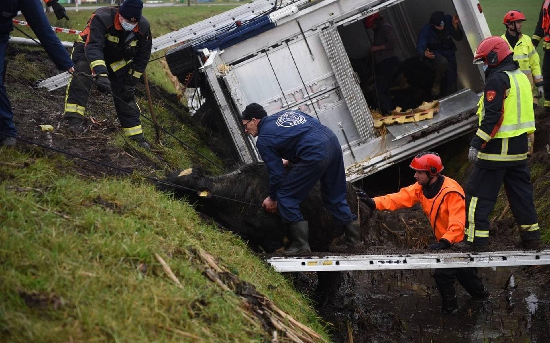 Trailer met acht drachtige koeien schiet los van vrachtwagen en belandt in sloot bij Scheemda. Ten m
