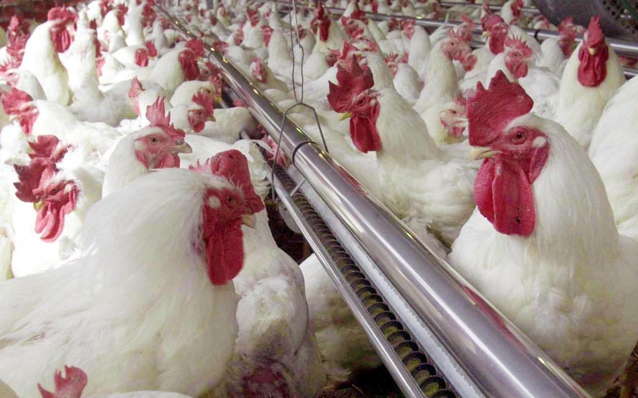 Massaproductie werkt de verspreiding van dierziekten in de hand. Massaproductie werkt de verspreiding van dierziekten in de hand.
