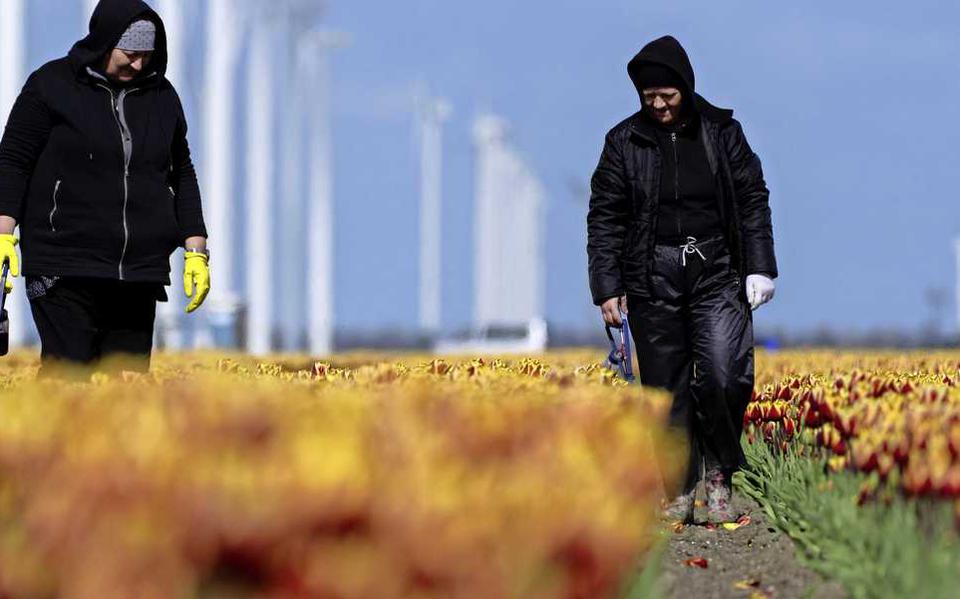 Seizoensarbeiders zoeken en behandelen zieke tulpen. Omdat elke tulp afzonderlijk geïnspecteerd moet worden is het een arbeidsintensief werk, dat door veel buitenlandse seizoenarbeiders wordt gedaan. Foto: ANP
