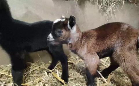 Wat lief! Bekijk de eerste beelden van twee pasgeboren geitjes in Wildlands Emmen