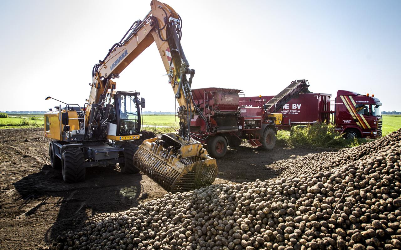Op een perceel aan de Bourtangerweg in Bourtange wordt de aardappeloogst in vrachtwagens geladen. De aardappels van het ras Seresta worden naar de fabriek van Avebe in Ter Apelkanaal gebracht om verwerkt te worden tot aardappelzetmeel.