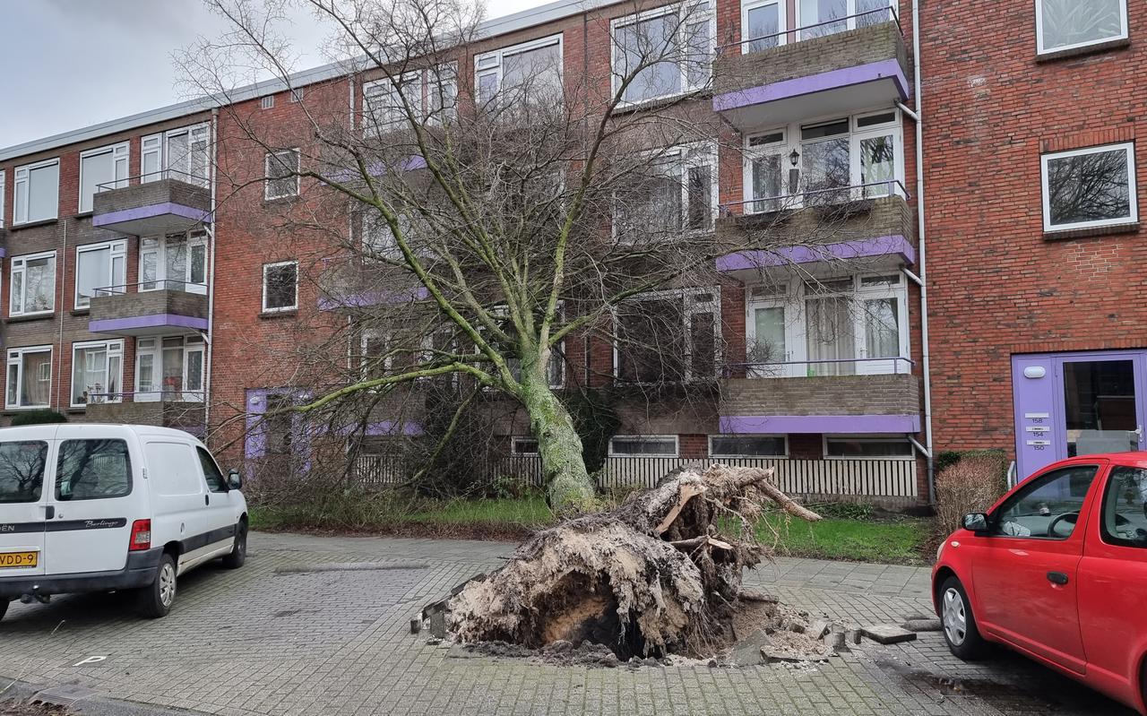 Boom valt door storm Eunice tegen flat in Multatulistraat in Groningen. 