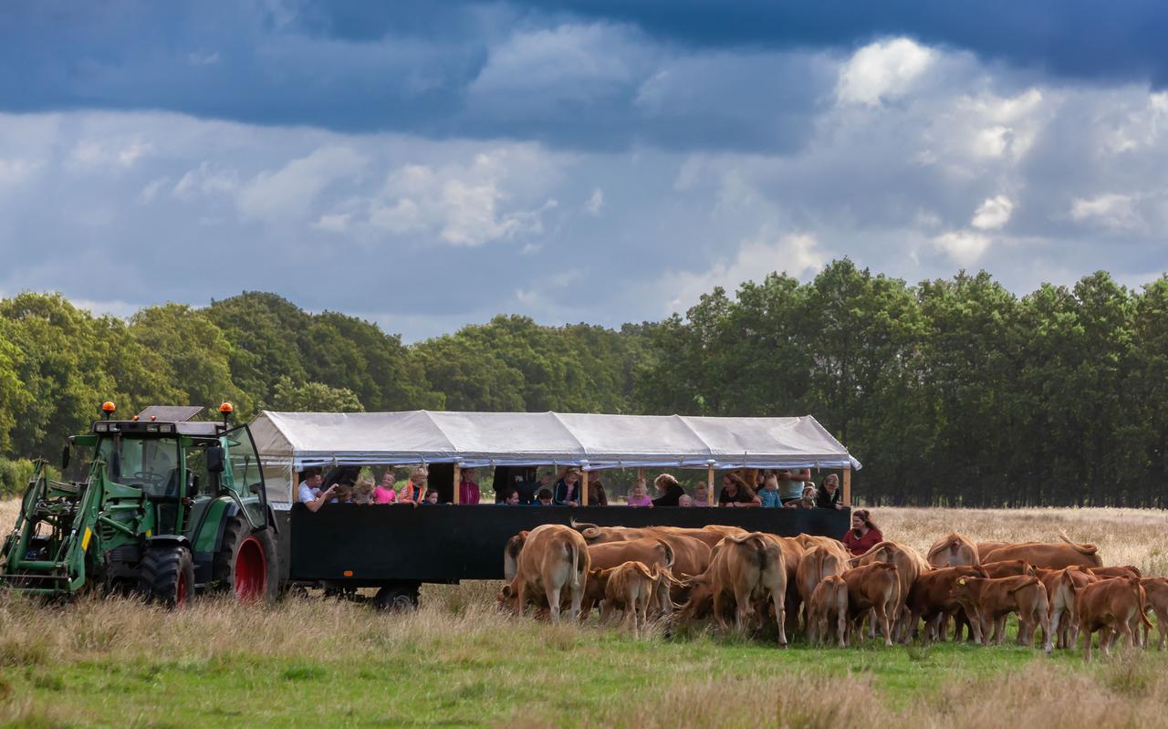 Op koeiensafari in de Drentse natuur. Op koeiensafari in de Drentse natuur.