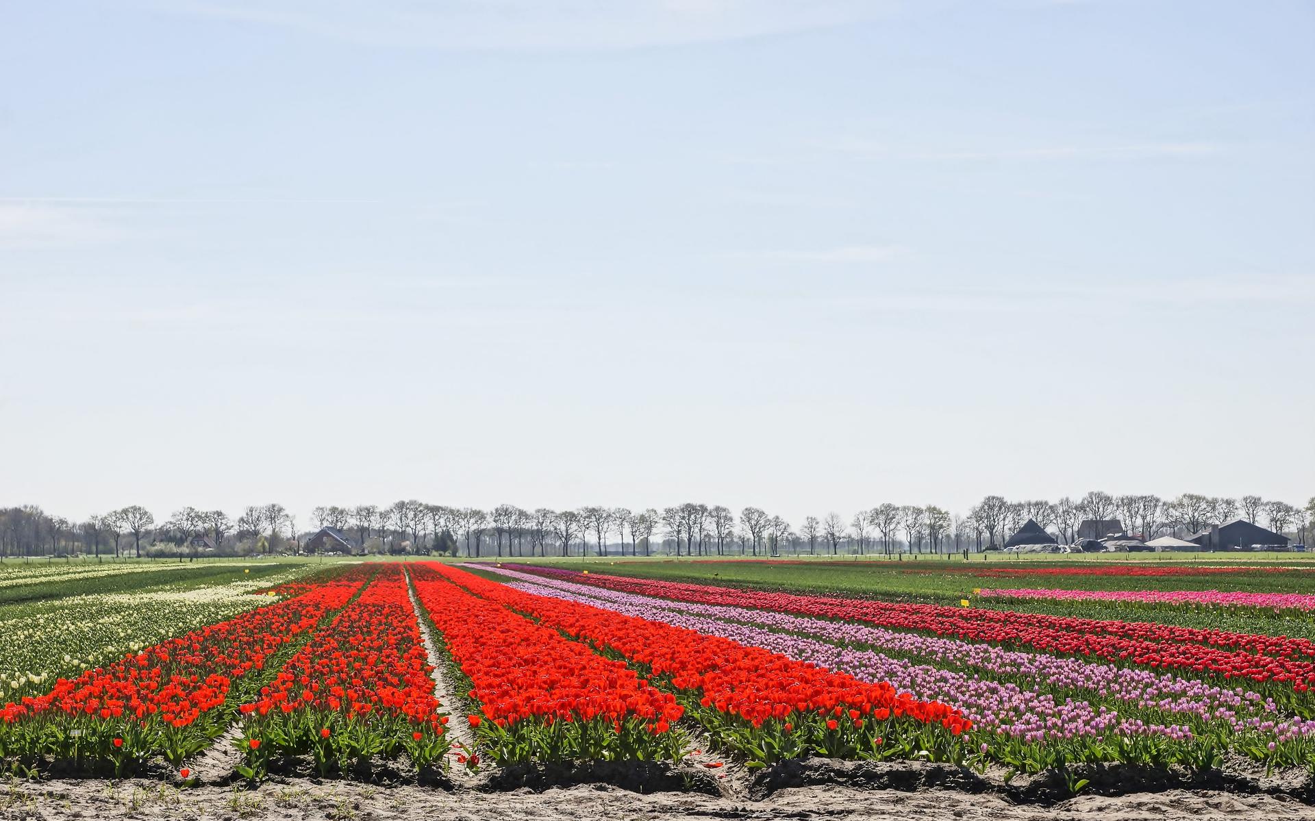                                
  Een prachtig en kleurrijk veld in Midden-Drenthe.                              