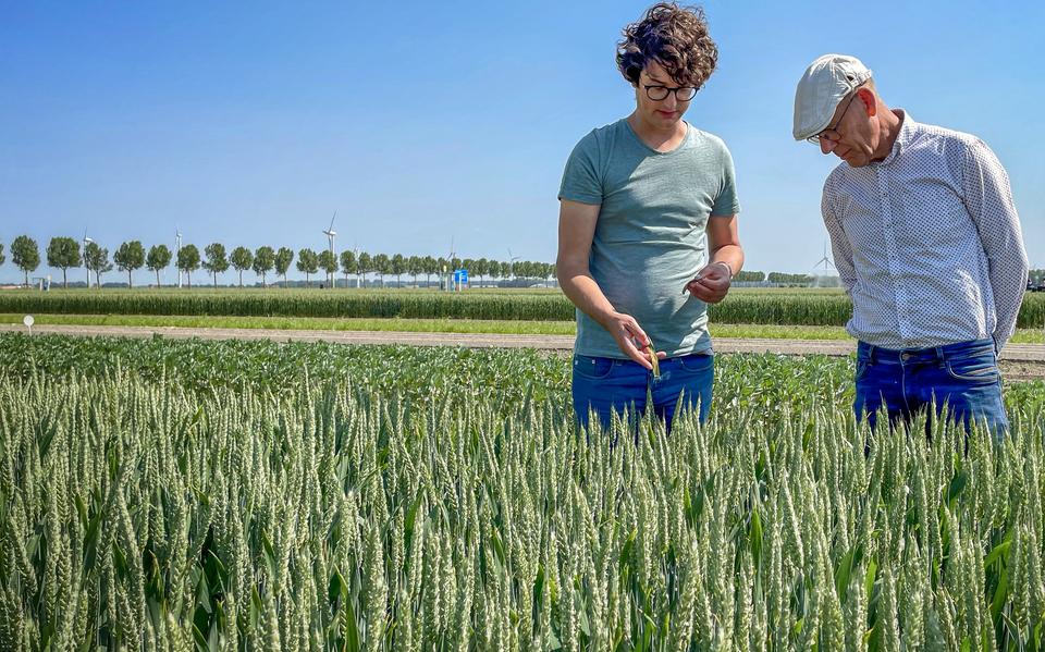 Koen Klompe (links) van de Boerderij van de Toekomst inspecteert de veldbonen. Die zijn ook gevonden door de luizen. 'Maandag maar eens kijken wat we daar mee gaan doen'.