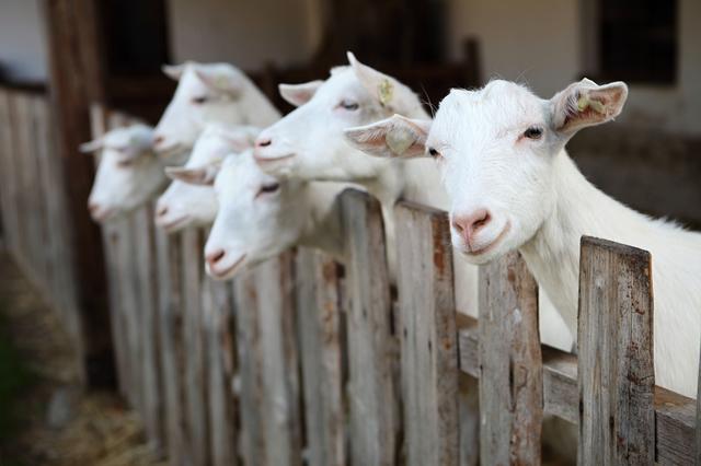 Streep door verdubbeling geiten bij boer in Sellingen. Rechter: ‘Provincie had geen vergunning mogen