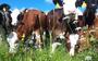 Koeien van biologische melkveehouder Peter Oosterhof in Foxwolde.