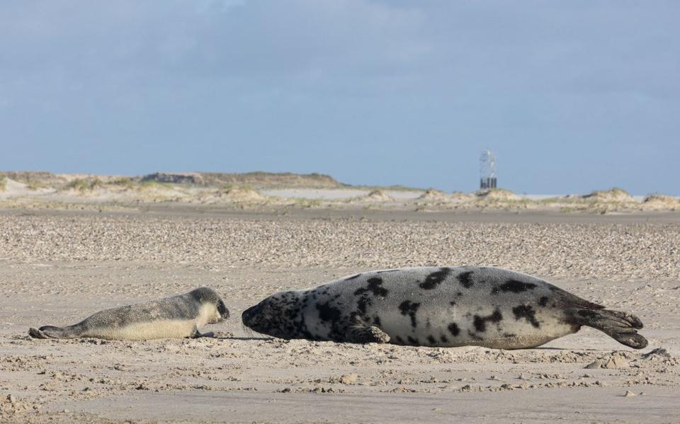 Moeder en pup op het strand van Vlieland.