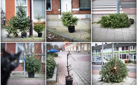 Kerstbomen op straat in Groningen.