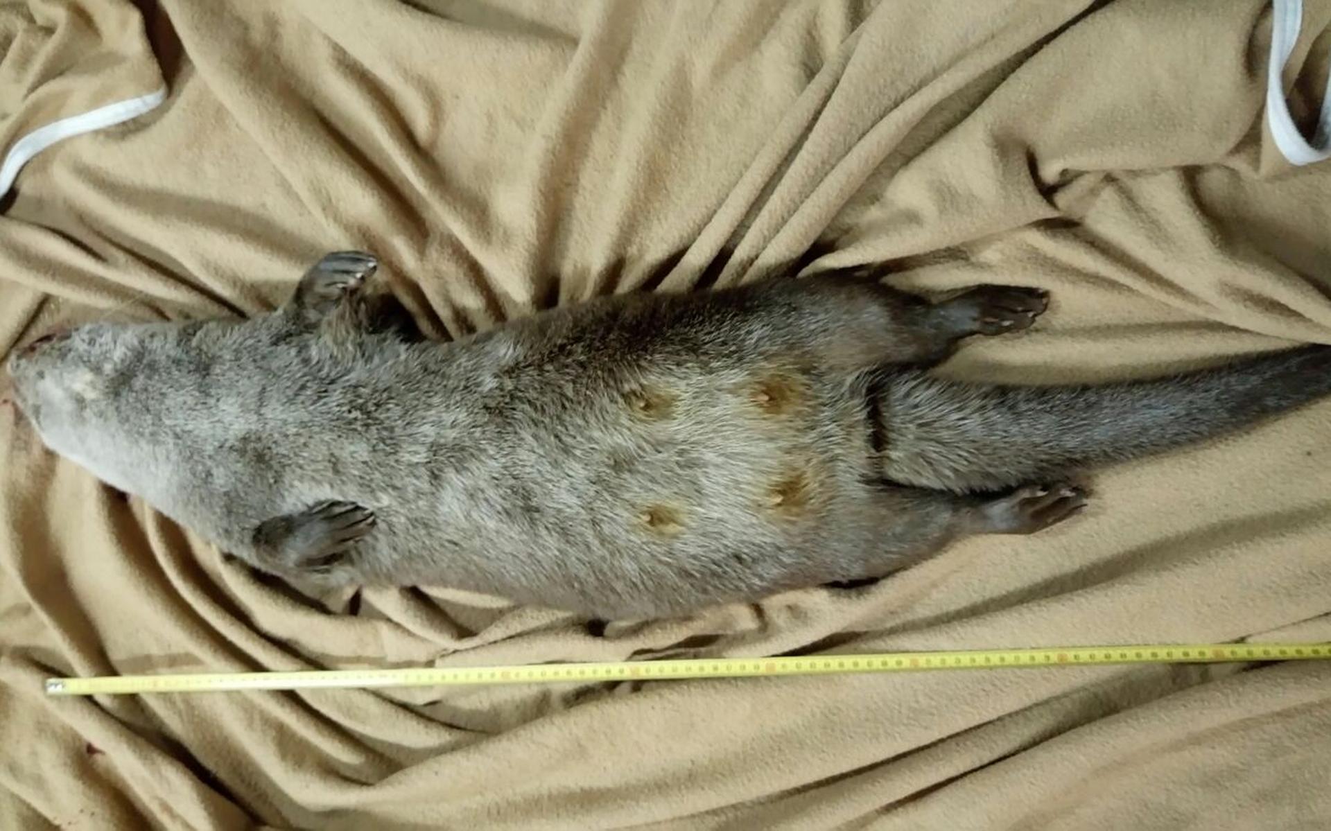 Zoektocht naar jongen doodgereden otter - Dagblad van het Noorden - Dagblad van het Noorden