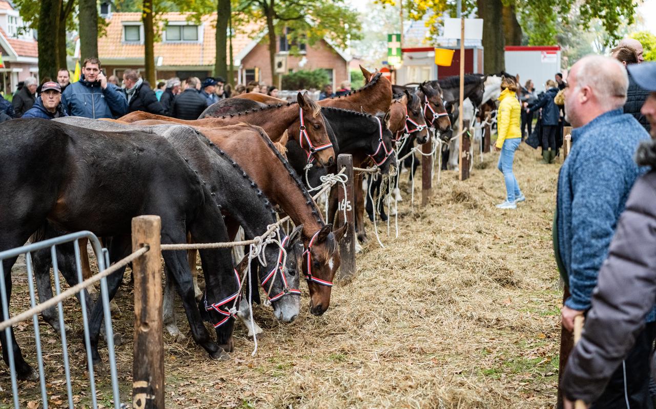 Sfeerfoto van de paardenhandel op de Zuidlaardermarkt. De NVWA hield extra controles op de markt en toegangswegen naar Zuidlaren. Er werden vier boetes uitgedeeld. 