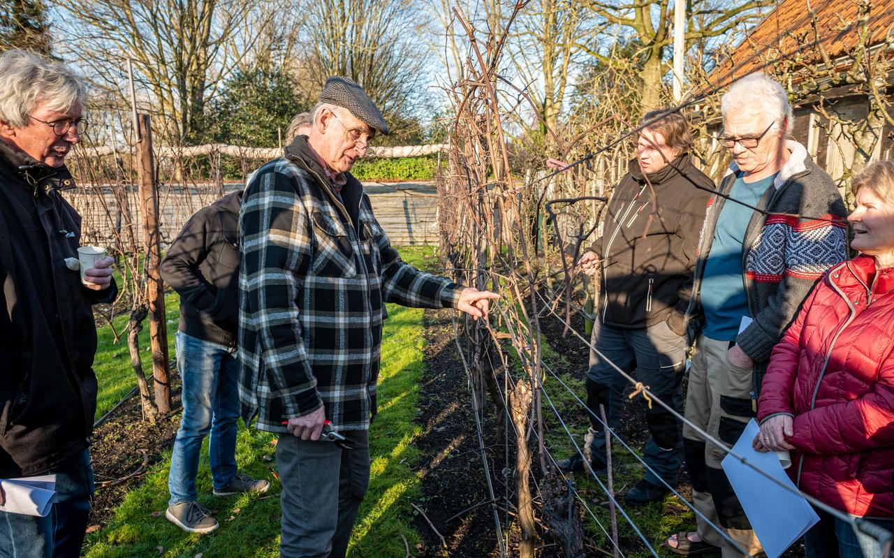 Hans Spiering geeft een cursus wijnstok snoeien in zijn eigen achtertuin in Hoogezand. Hans Spiering geeft een cursus wijnstok snoeien in zijn eigen achtertuin in Hoogezand.