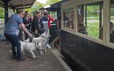 Ook de honden mochten mee in het treinstel op het Veenpark in Barger-Compascuum. 