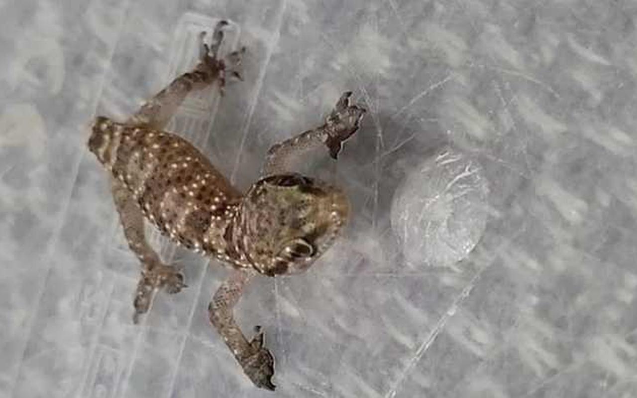 Dierenbeschermers vinden het opmerkelijk dat de gekko de lange reis in een afgesloten, gekoelde container heeft overleefd.