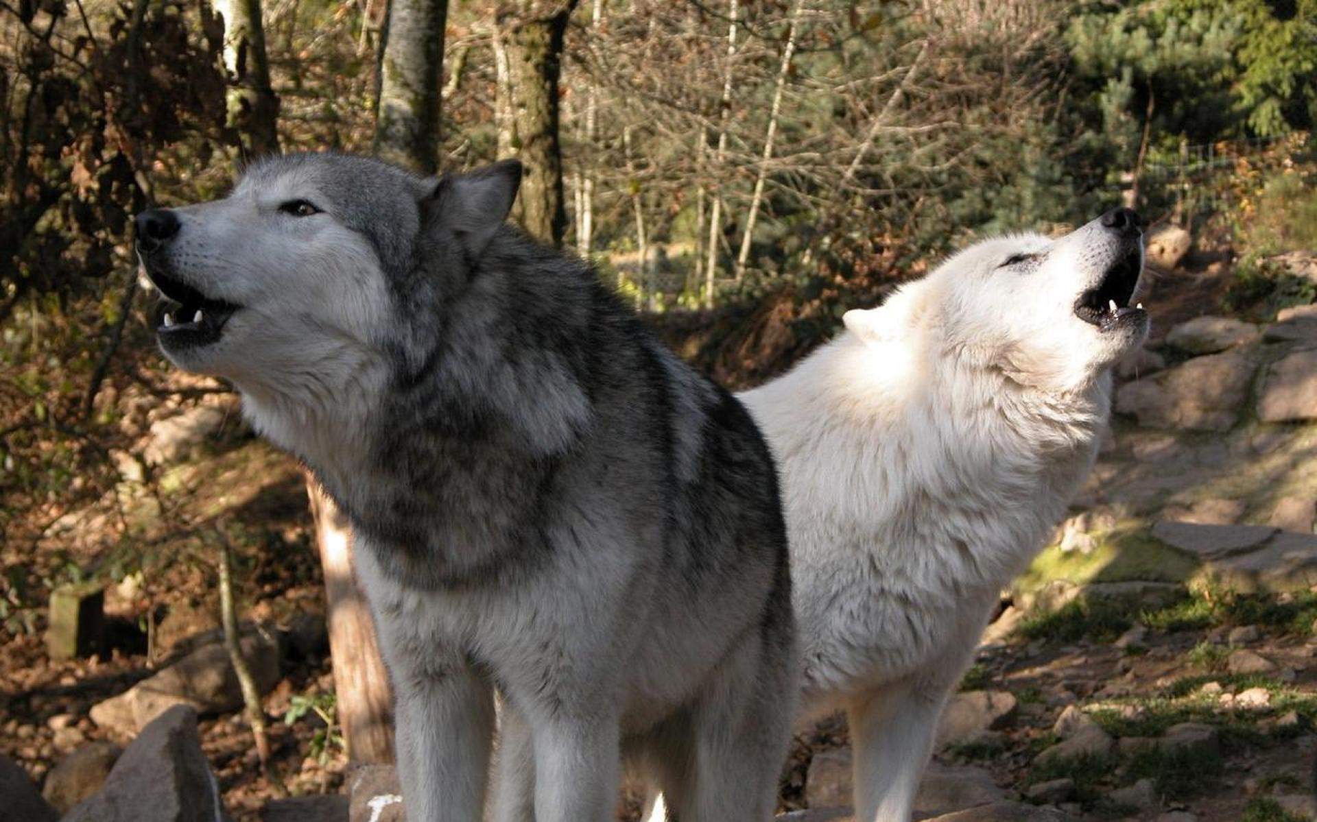 Wolvenjacht in Zweden ‘desastreus’ - Dagblad van het Noorden
