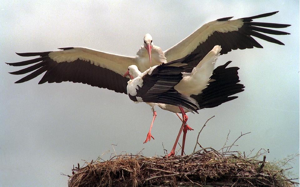 Ooievaars op een nest.