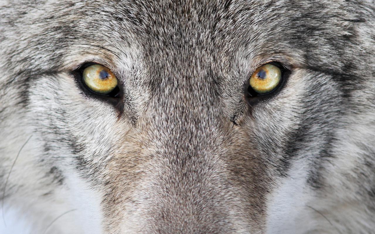 Stockfoto van een wolf.