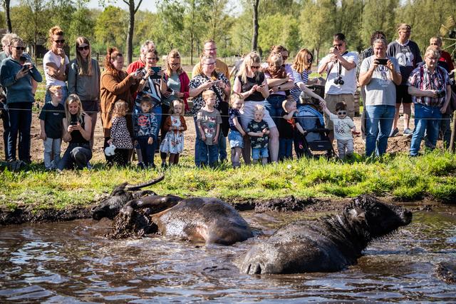 Waterbuffels nemen frisse duik in Onstwedde. Bert (31): 'Het blijft een prachtig gezicht’