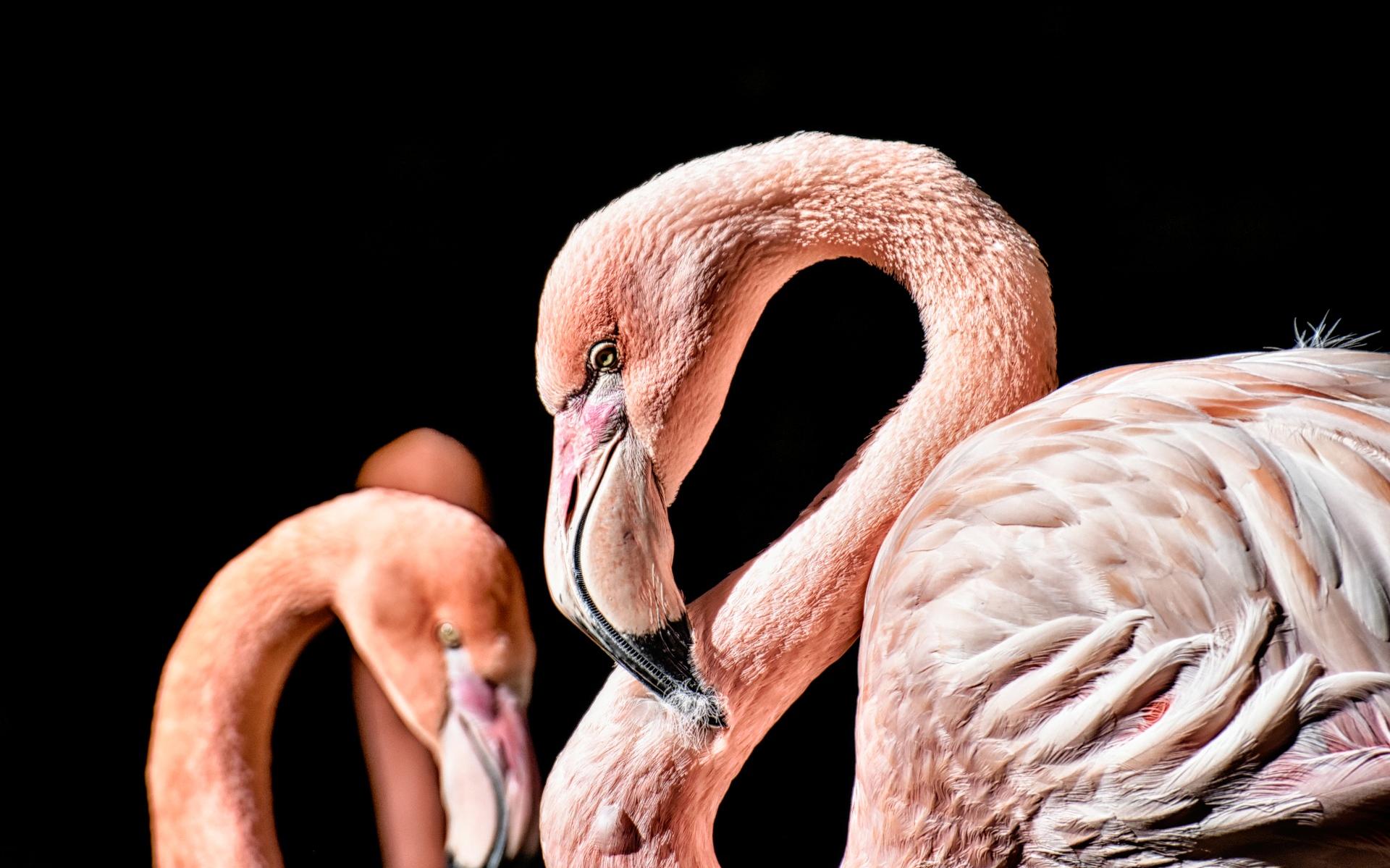 Wie heeft in de omgeving van Veeningen een flamingo gezien? Deze hoort bij boerderij Snavelhof. ‘Wie
