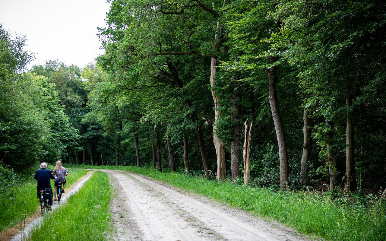 Het beschermde bos Liefstinghsbroek, hoofdrolspeler in de stiksofproblematiek in Westerwolde