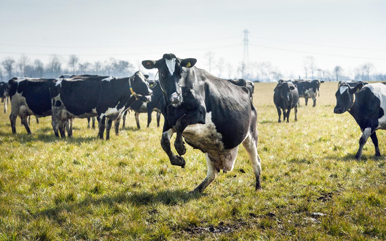 Boeren die hun veestapel hebben uitgebreid zonder meer fosfaatrechten te kopen, kunnen problemen krijgen bij een inspectie van de NVWA. 