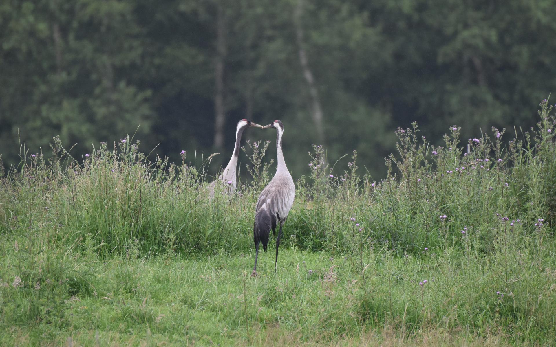 Herman Feenstra volgt al twintig jaar kraanvogels in het Fochteloërveen. Nu verschijnt er een boek o