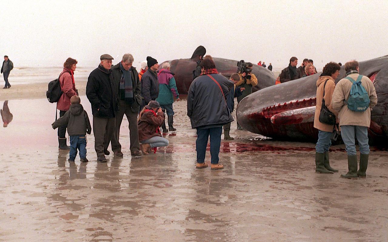 In 1997 lag er een potvis op het strand van Ameland. Voor de onderwaterpilot wordt ingezet op een kleinere soort. In 1997 lag er een potvis op het strand van Ameland. Voor de onderwaterpilot wordt ingezet op een kleinere soort.