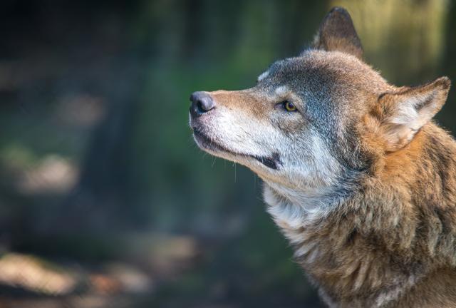 Wolveninstituut kan cijfers wolvenstroperij niet bevestigen