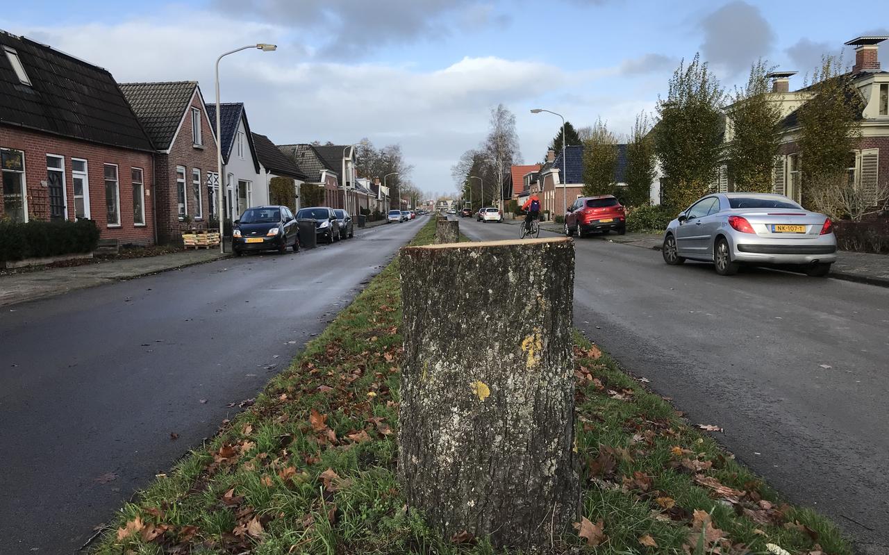 Het kappen van tientallen paardenkastanjes geeft de middenberm van de Kleinemeersterstraat in Sappemeer een desolate aanblik. Het kappen van tientallen paardenkastanjes geeft de middenberm van de Kleinemeersterstraat in Sappemeer een desolate aanblik.