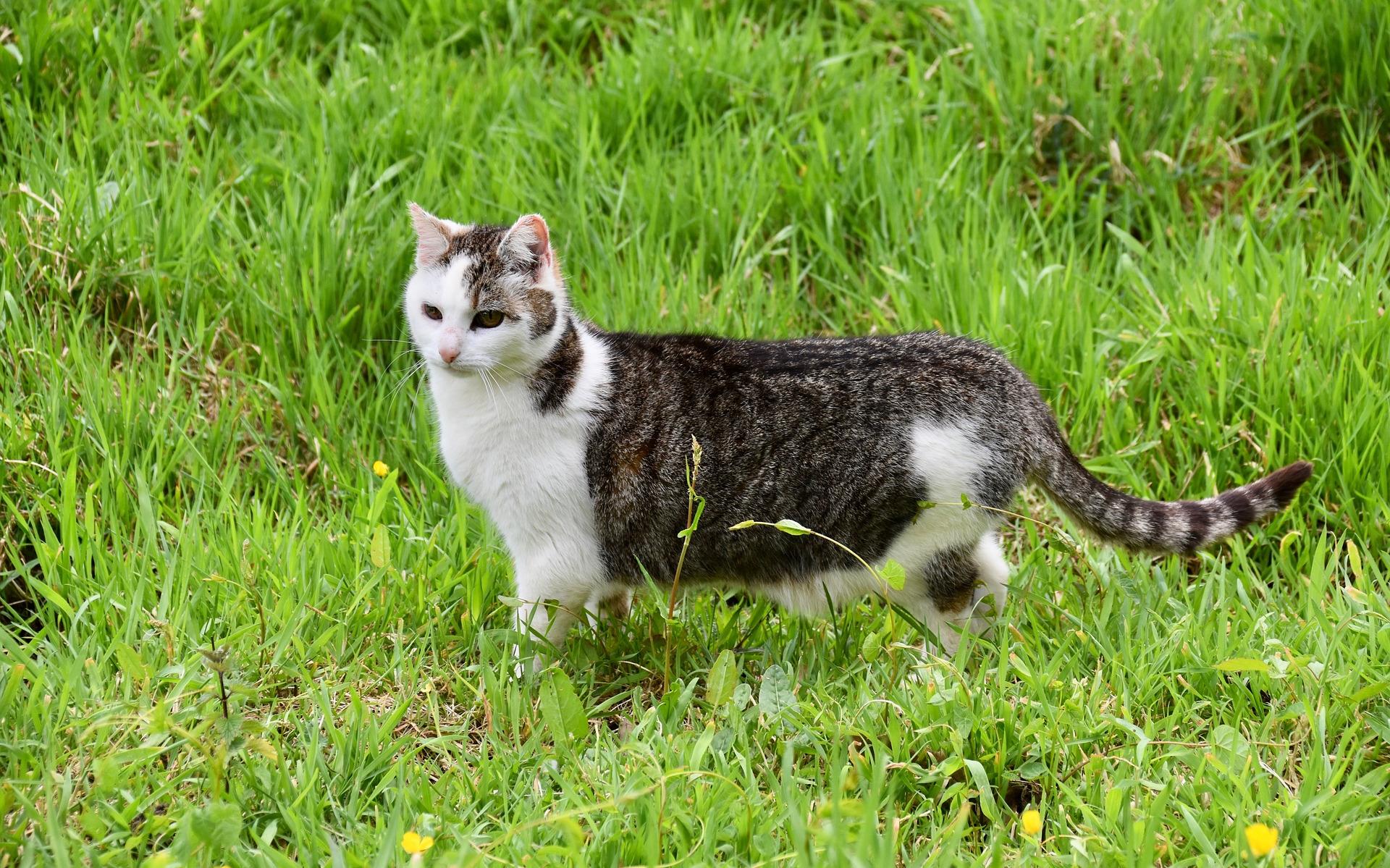 Stelling: het chippen en registreren van katten is een goede zaak