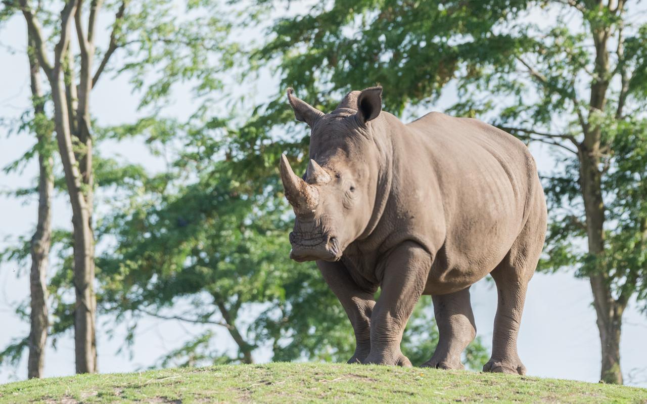 Neushoornvrouwtje Elena overleed donderdagochtend bij de eerste kennismaking met 'nieuwe' man Limpopo. Neushoornvrouwtje Elena overleed donderdagochtend bij de eerste kennismaking met 'nieuwe' man Limpopo.