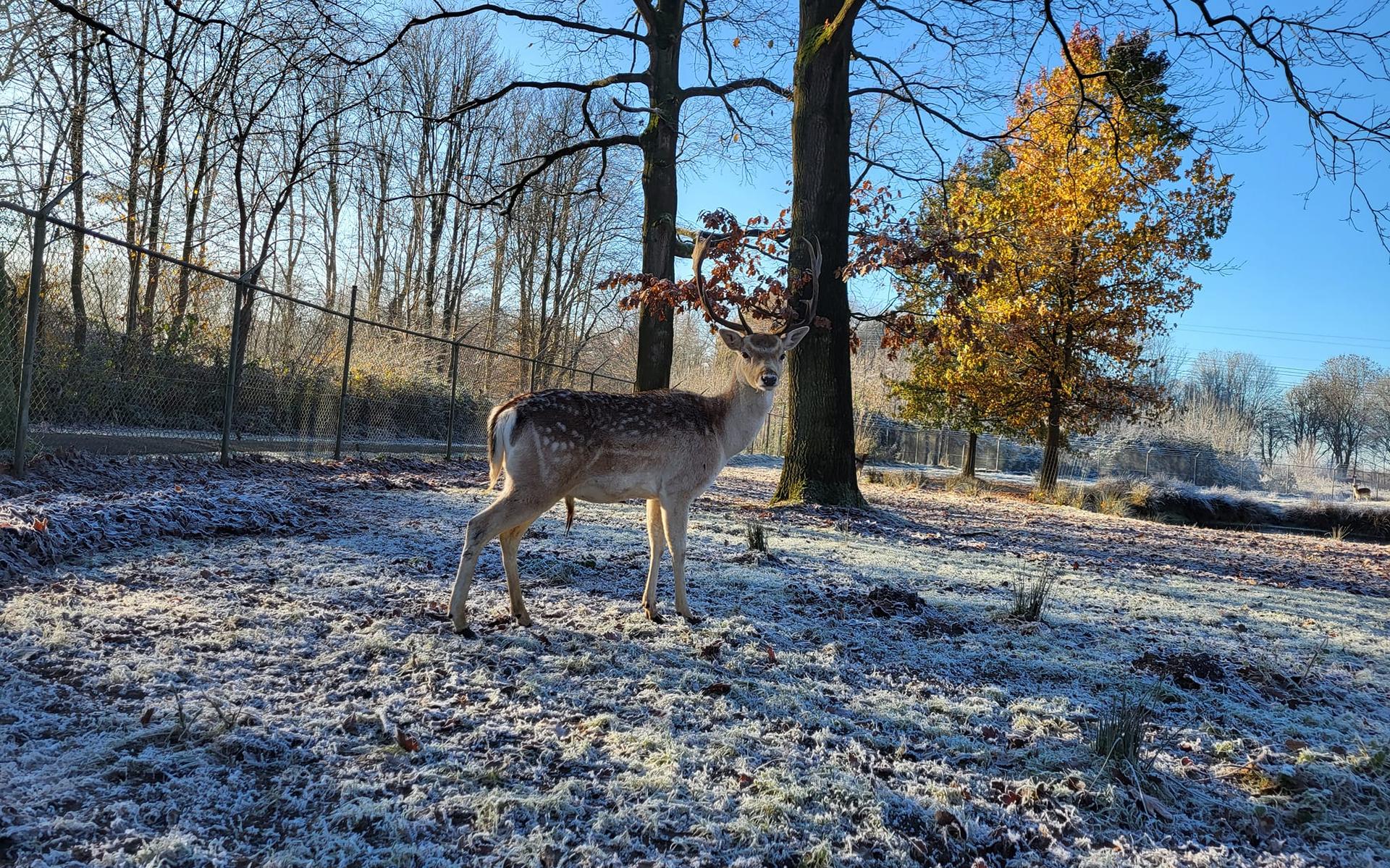 Een van de damherten bij de kinderboerderij in het Gorechtpark, afgelopen winter. Foto: NME Hoogezand-Sappemeer