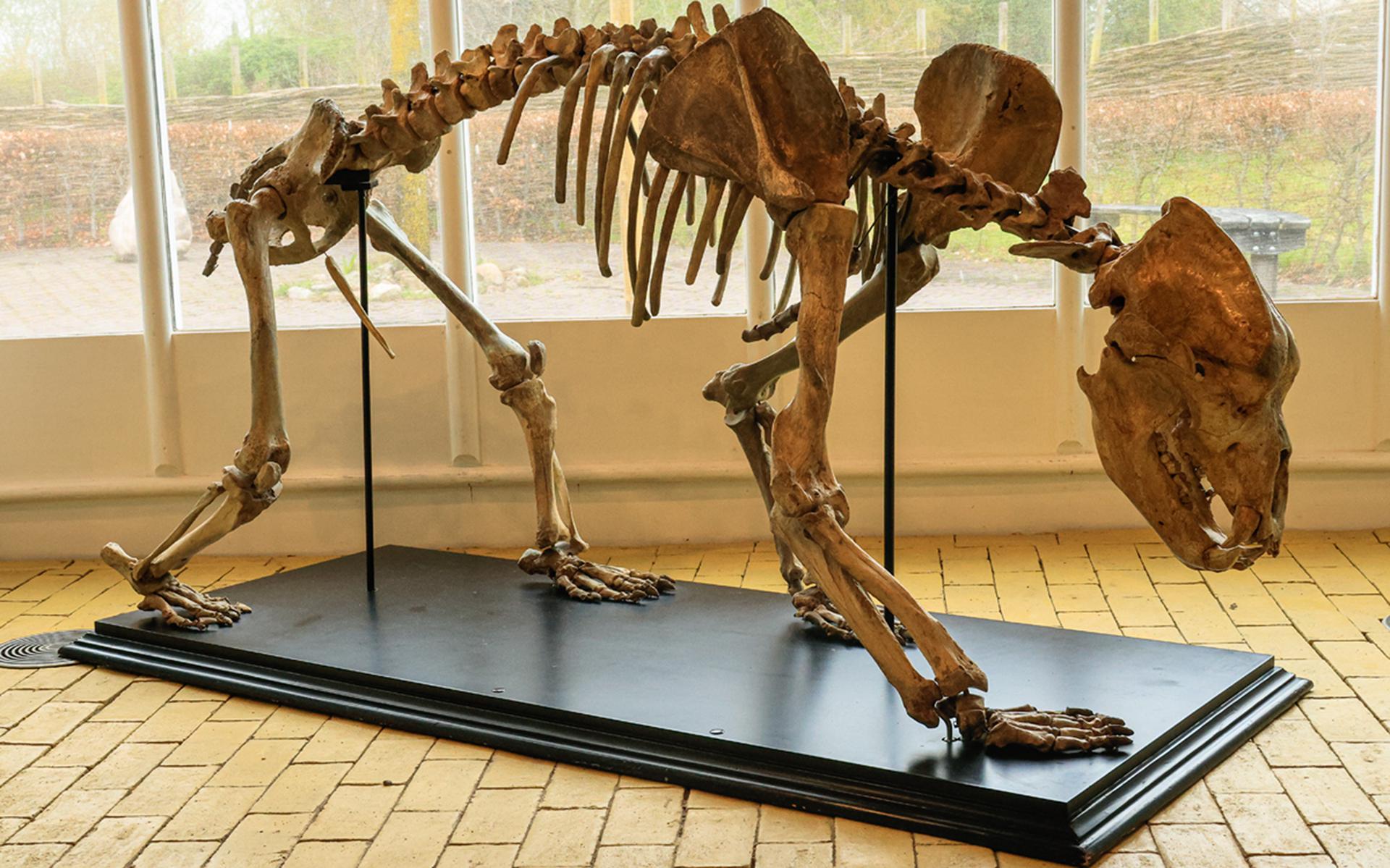 Een skelet en botten van verschillende, inmiddels uitgestorven, prehistorische dieren zijn vanaf dinsdag 25 april in het Hunebedcentrum te bewonderen. 