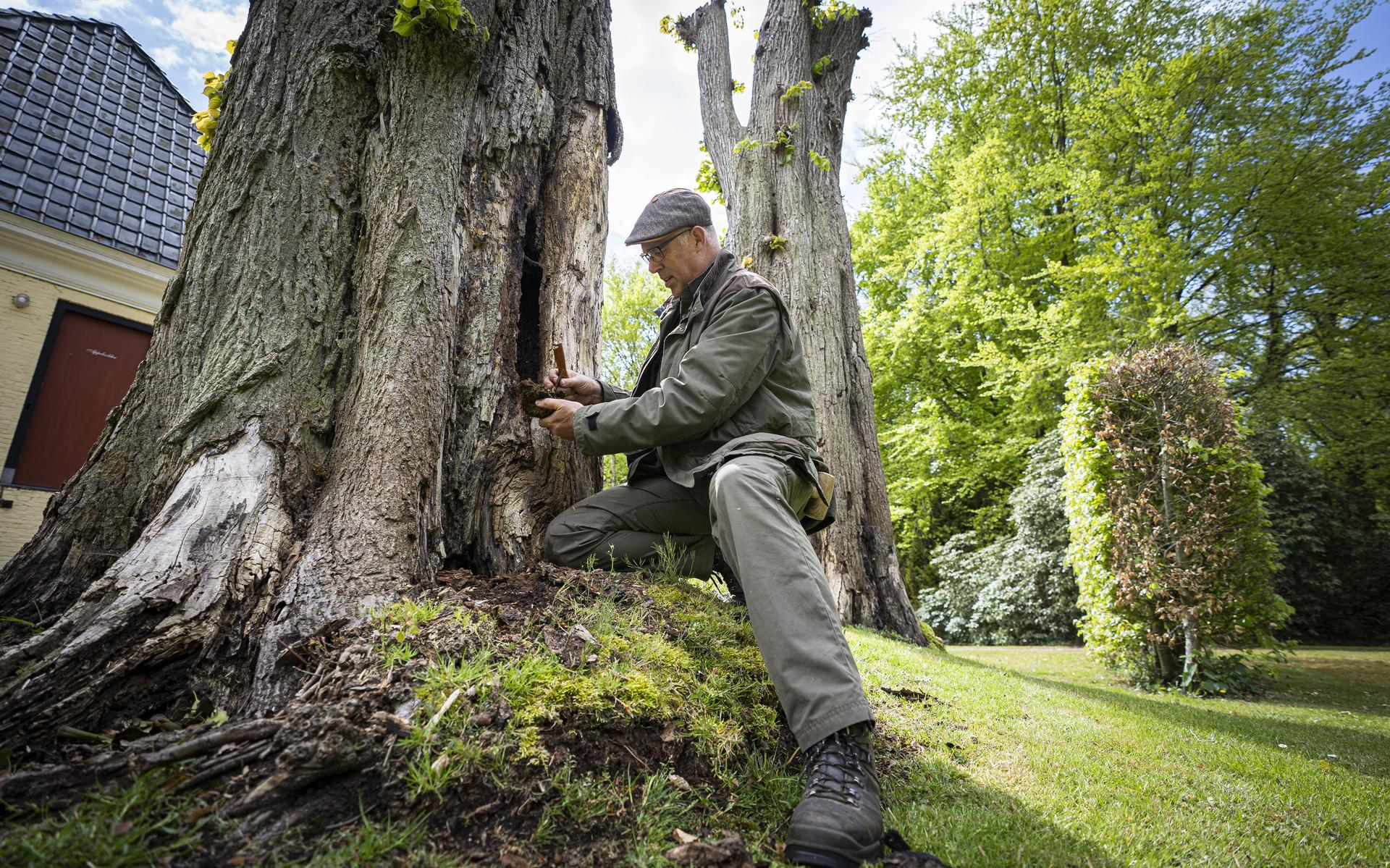 Donorlinde van 200 jaar oud uit Valthe geeft leven door aan bomen op landgoed Lemferdinge bij Paters