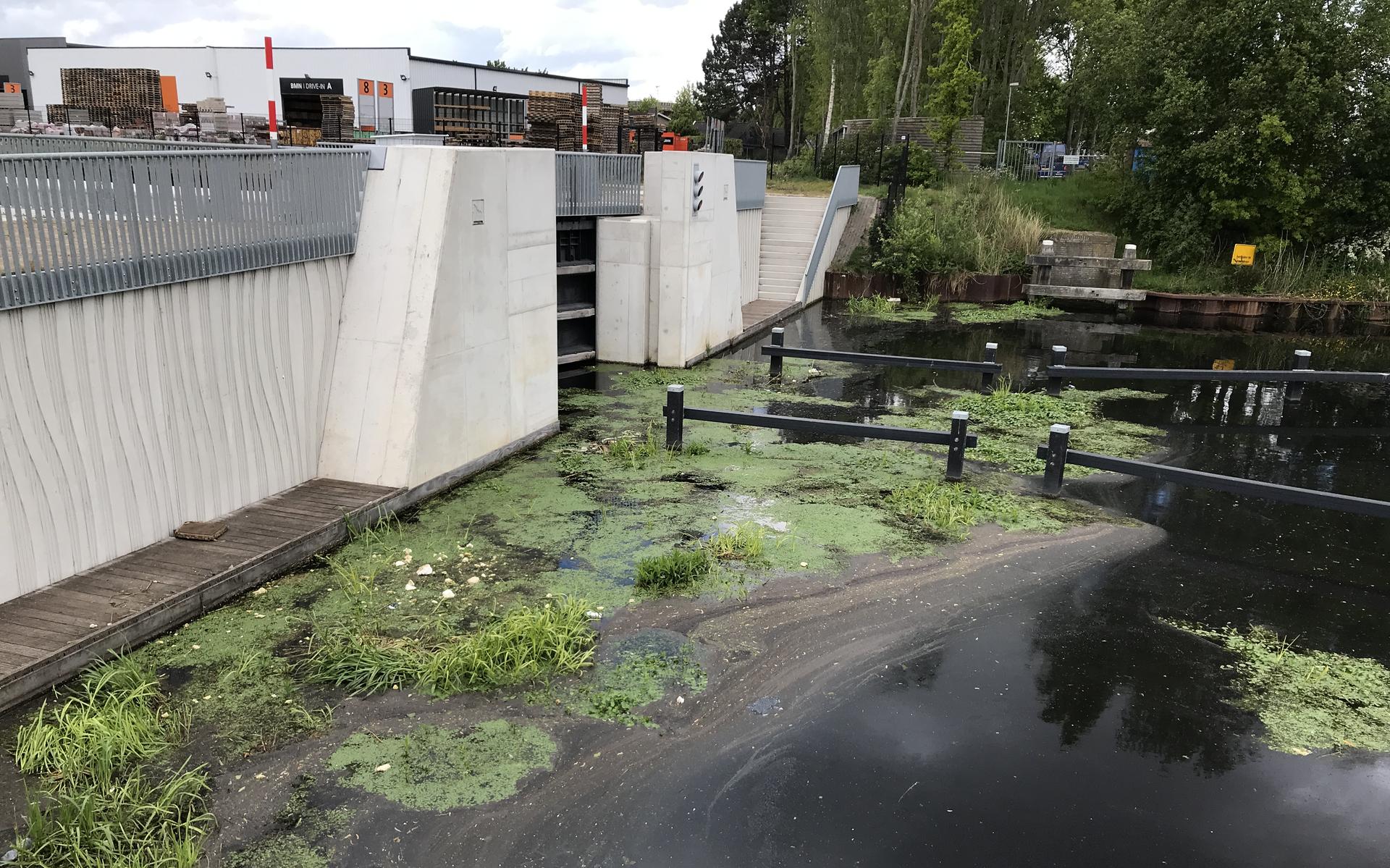 Het Havenkanaal in Assen borrelt nu alweer. Op het water drijft een bruine en stinkende drab - Dagbl