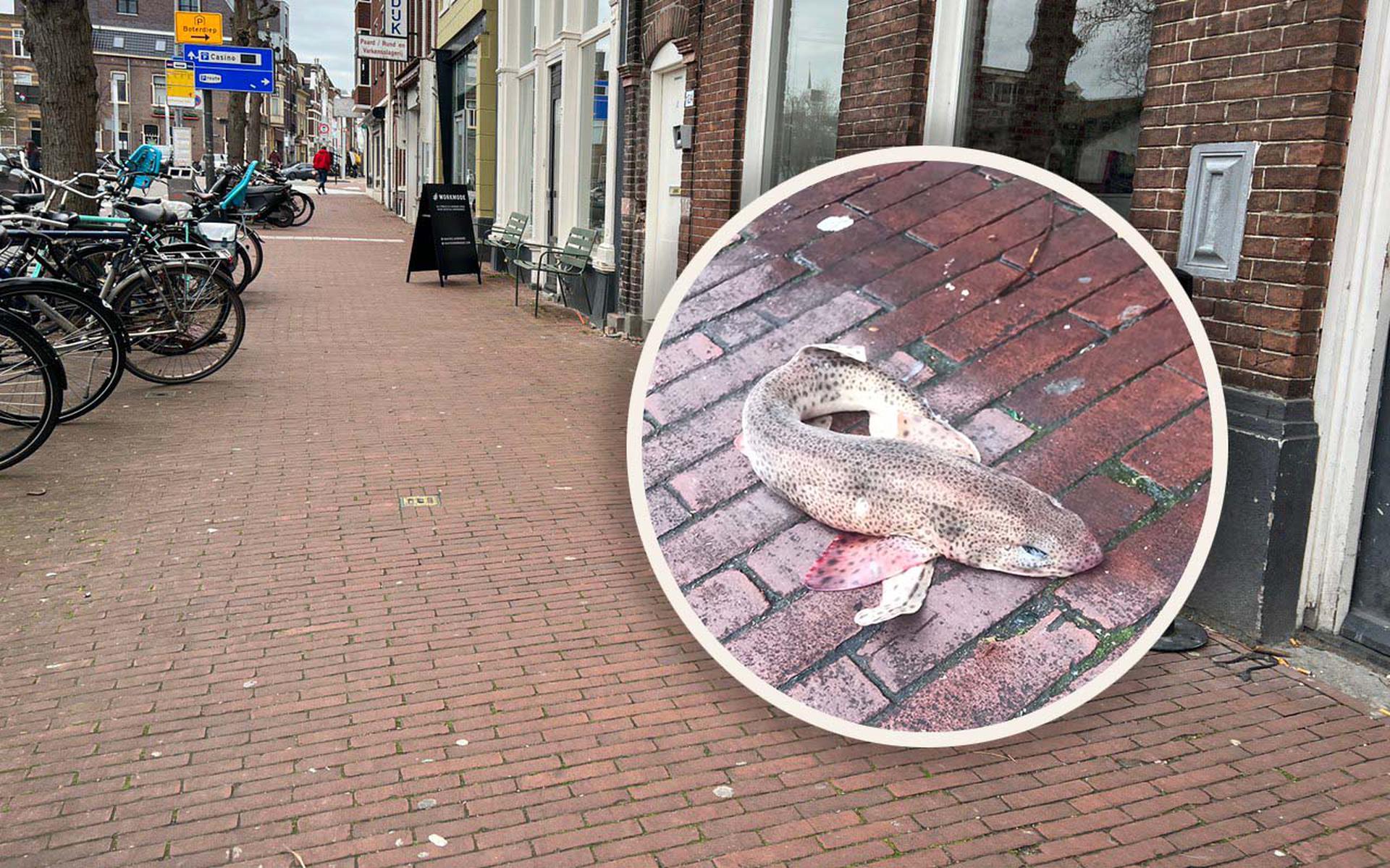 Handhavers vinden hondshaai in Groningen. 'Hij was morsdood'