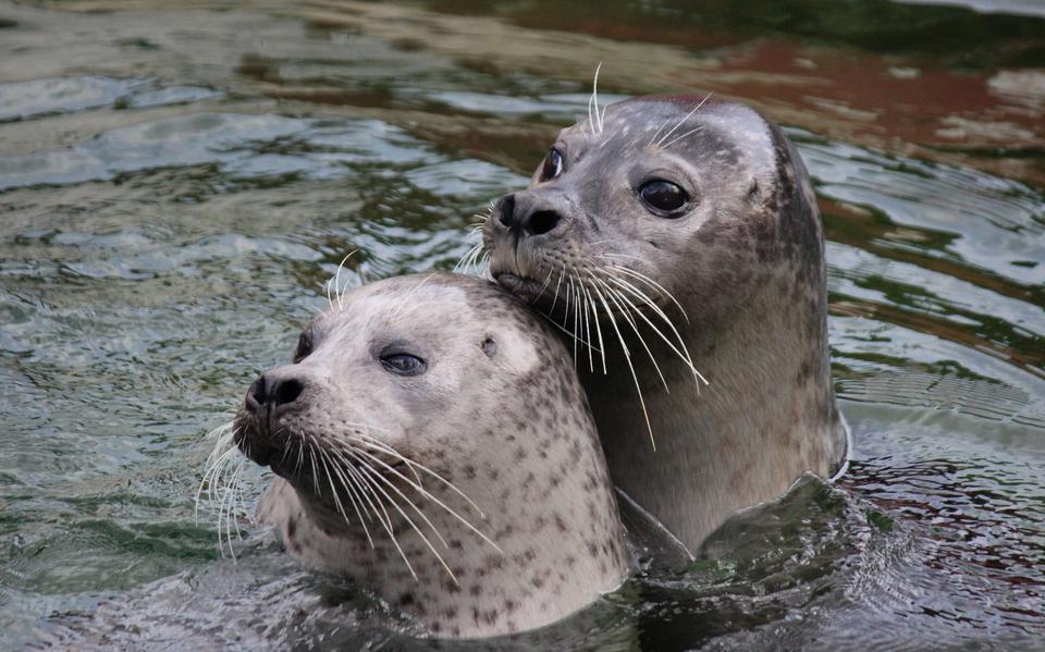 In het water zijn zeehonden in staat om snelheden tot 35 kilometer per uur te bereiken.