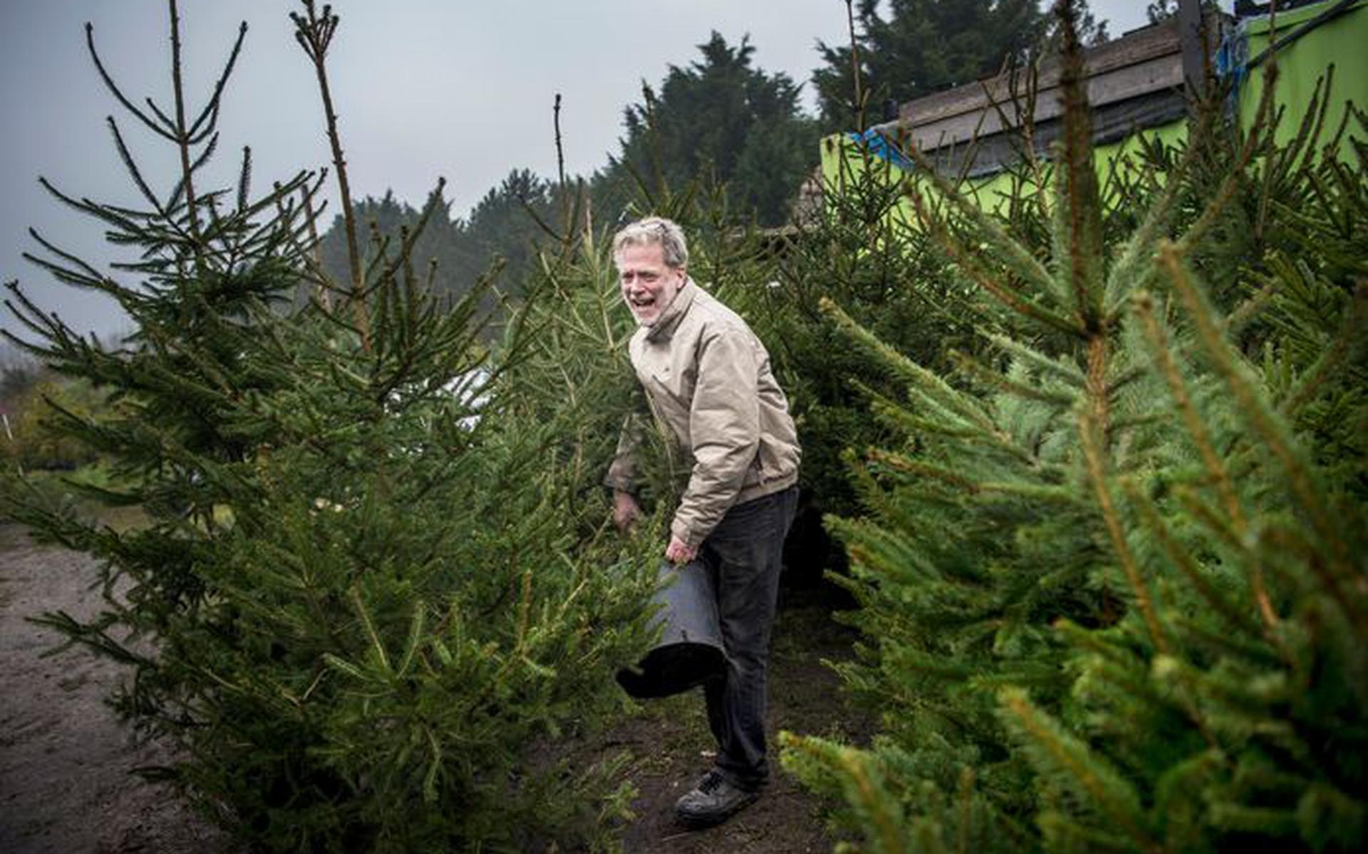 Frans Kerver uit Feerwerd zet de adoptiebomen klaar. Klanten kunnen elk jaar de kerstboom weer inleveren, zodat hij ‘overzomert’ en meerdere keren gebruikt kan worden. 