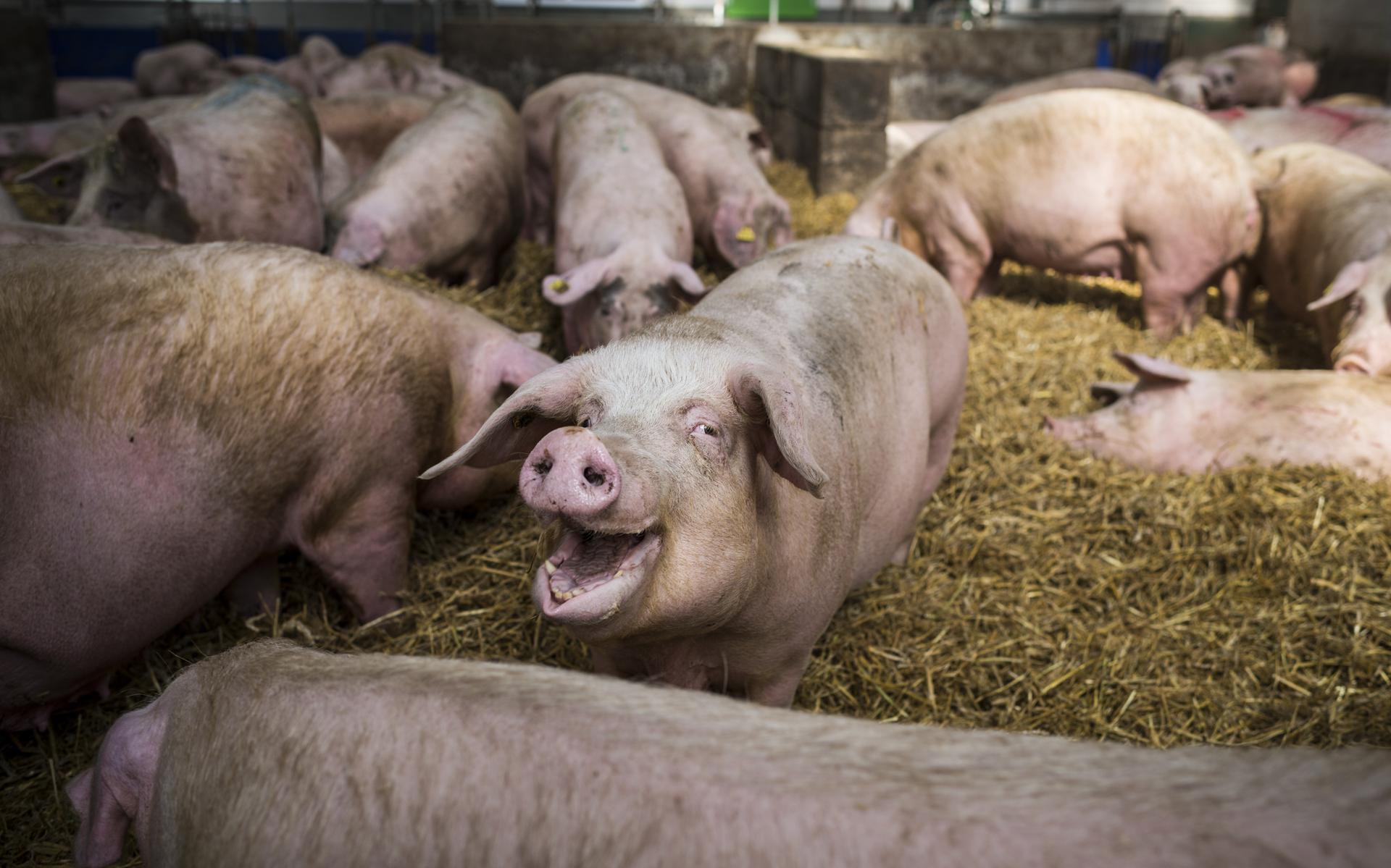 6 miljoen minder varkens in Nederland en 50 miljoen minder kippen kan de stikstofcrisis oplossen, denkt D66. Foto: Kees van de Veen