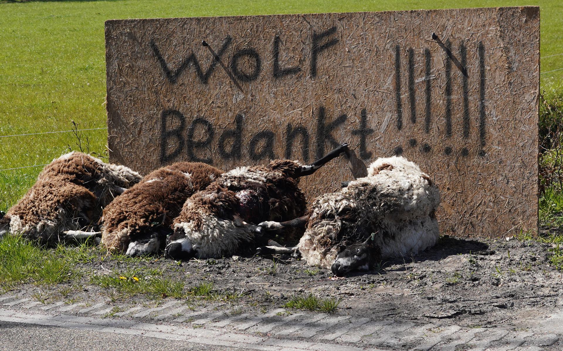 Doodgebeten schapen in Bovensmilde.