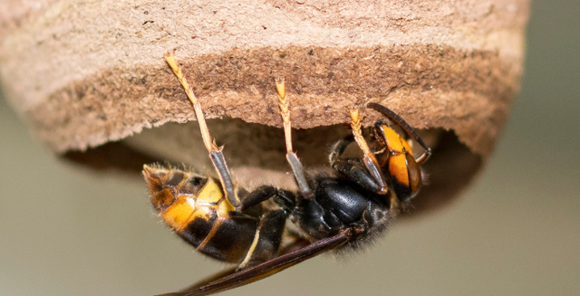 LIVE | Provincie Groningen roept op: Aziatische hoornaar gezien? Melden!