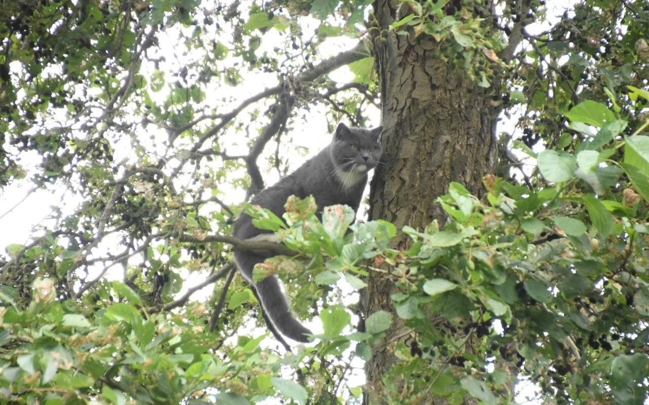 Odie de poes, toen ze nog in de boom zat. Odie de poes, toen ze nog in de boom zat.