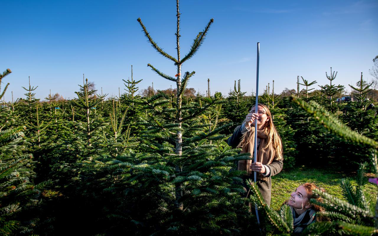 Klanten zoeken een kerstboom uit bij Elzinga in Garyp, Friesland.