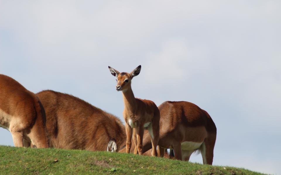 Vorige week dinsdag gingen de eerste zeven impala’s van de kudde in Wildlands voor het eerst de grote savanne op. 