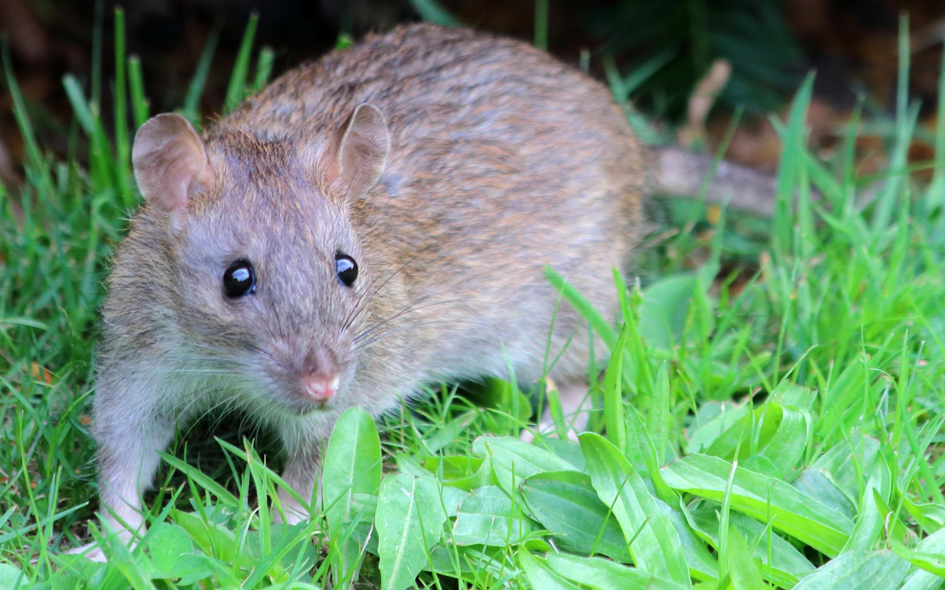 Een bruine rat. Foto: Wikimedia Commons/Dunpharlain