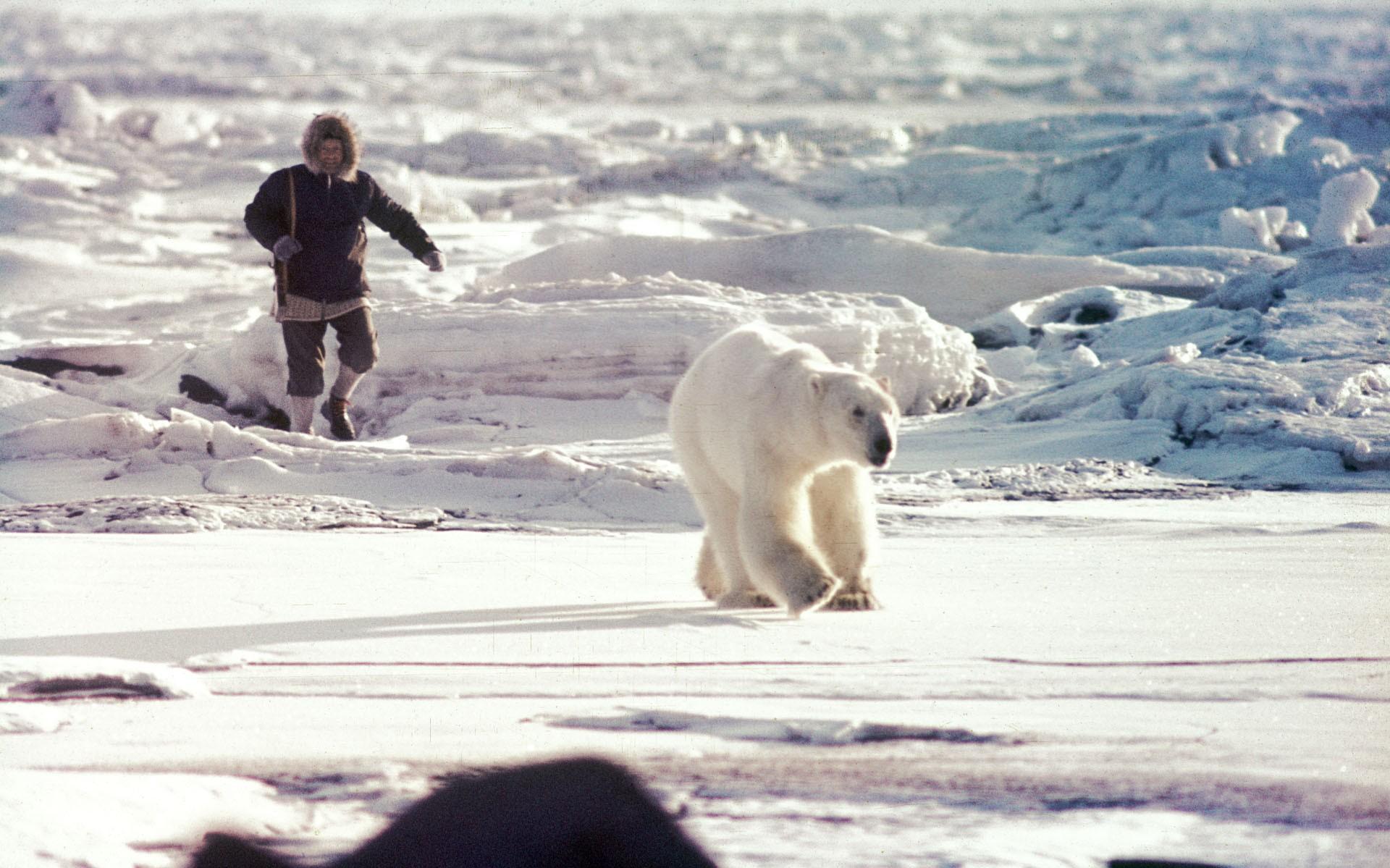 IJsbeer zit poolonderzoekers dwars. Expeditie blijft dagen op de boot